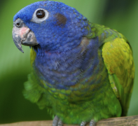 The Parrot that Would Not Talk